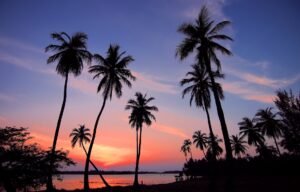 silhouette of palm trees near shoreline